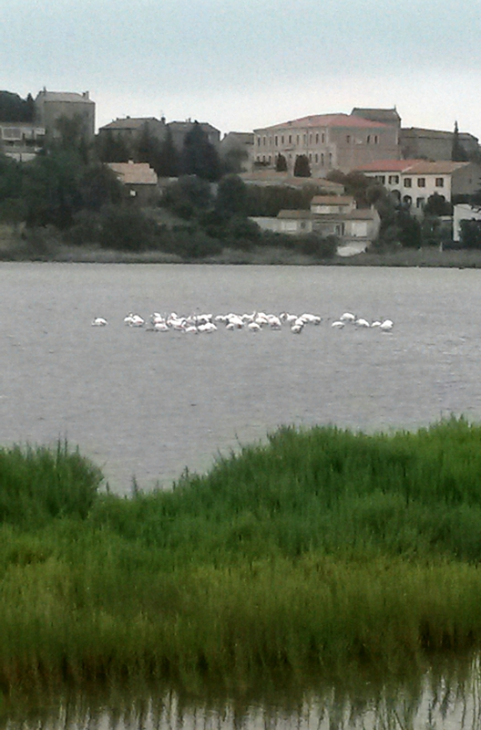 2014-08 vacances lieuran les beziers (80)