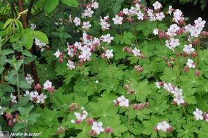 Geranium-macrorrhizum