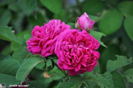 Rose-de-Resht