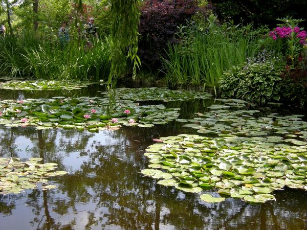 Monet Giverny nympheas 86