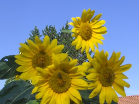 TOURNESOLS_21_AOUT_2015