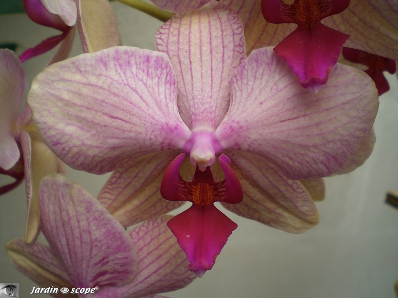 Phalaenopsis fuchsia