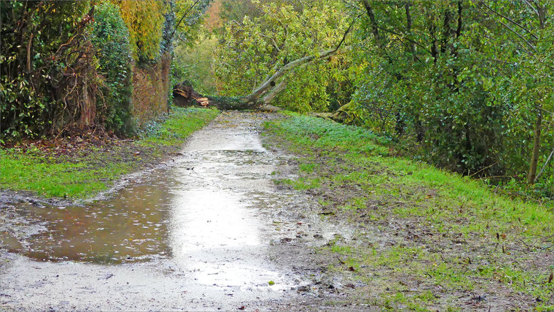 Tempête chute arbre noyer 0511232