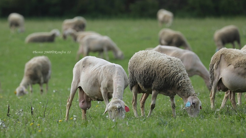 Photos JMP©Koufra 12 - Moutons La Cavalerie - 18052018 - 007