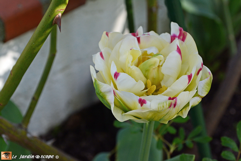 Tulipe-tardive-Carnaval-2