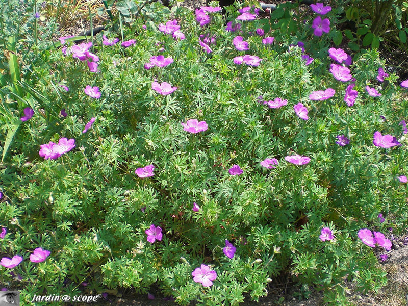 Géranium sanguineum