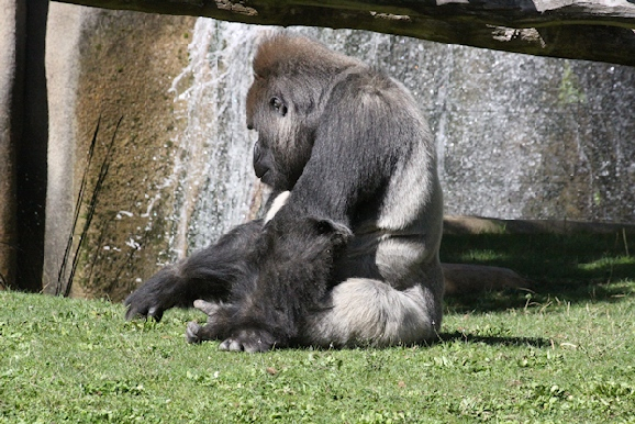 53b-Gorilles des plaines_0422