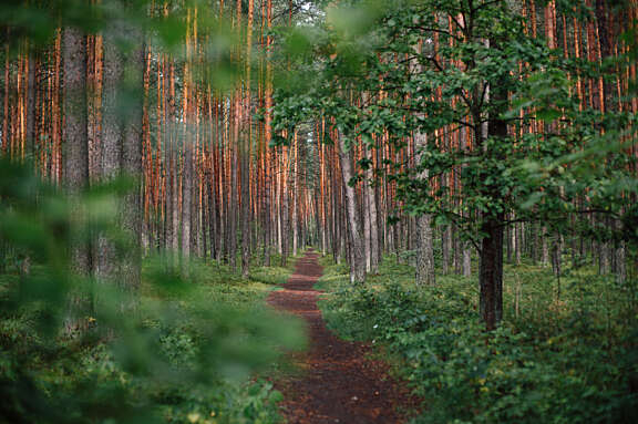 trail-forest