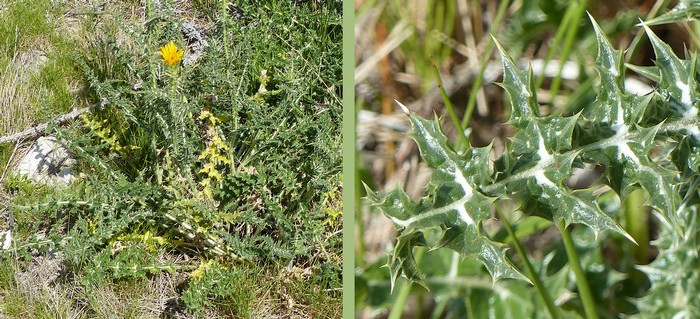 nervures blanches épaisses dents régulières triangulaires aiguës très épineuses