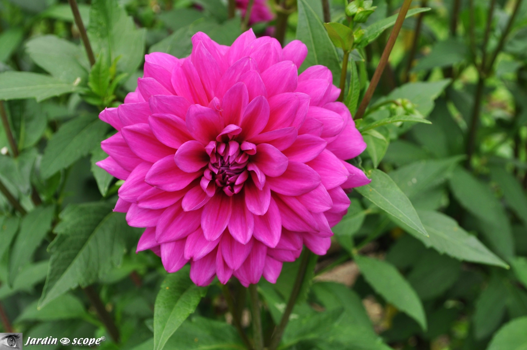 Dahlia Réquiem