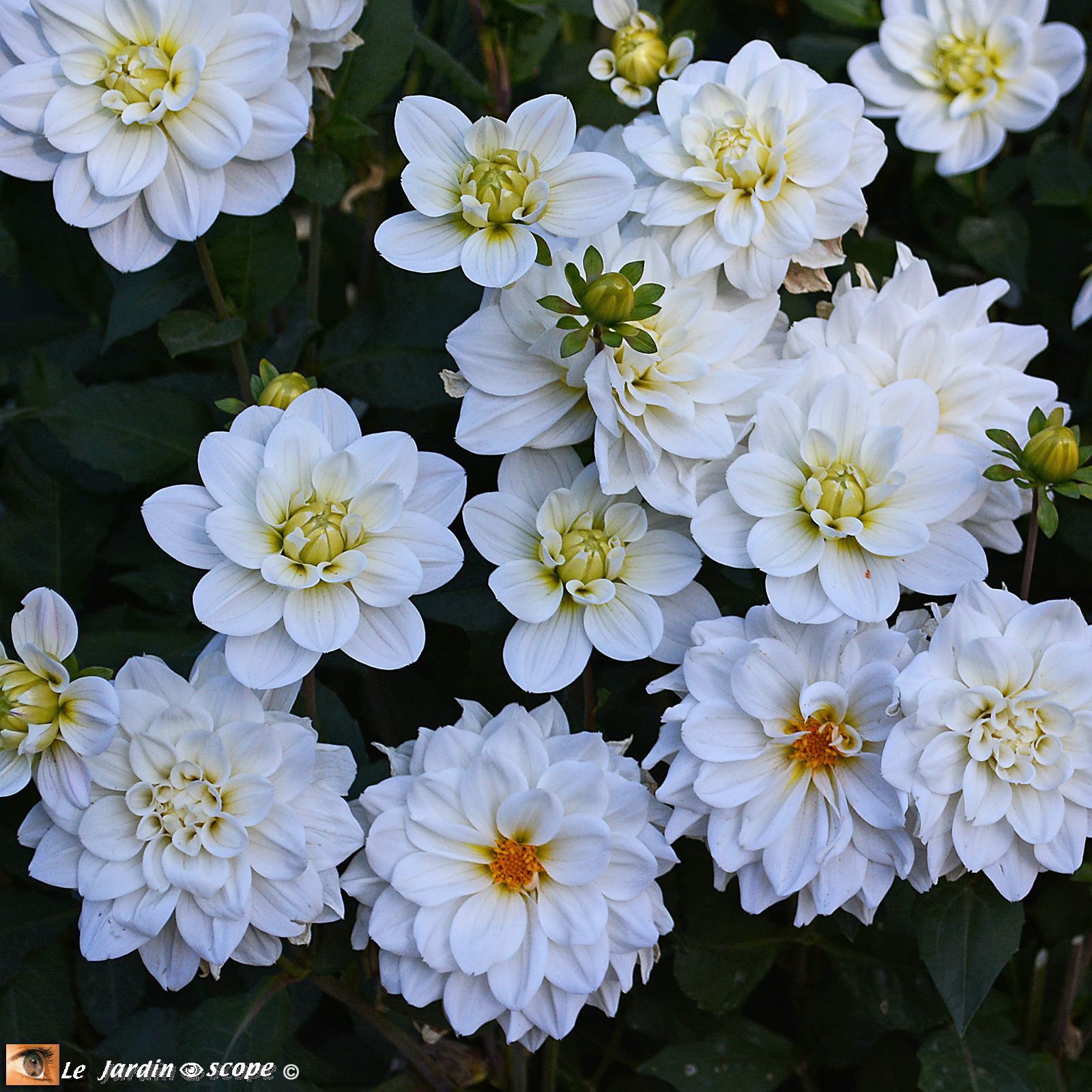 Dahlia Montreuil