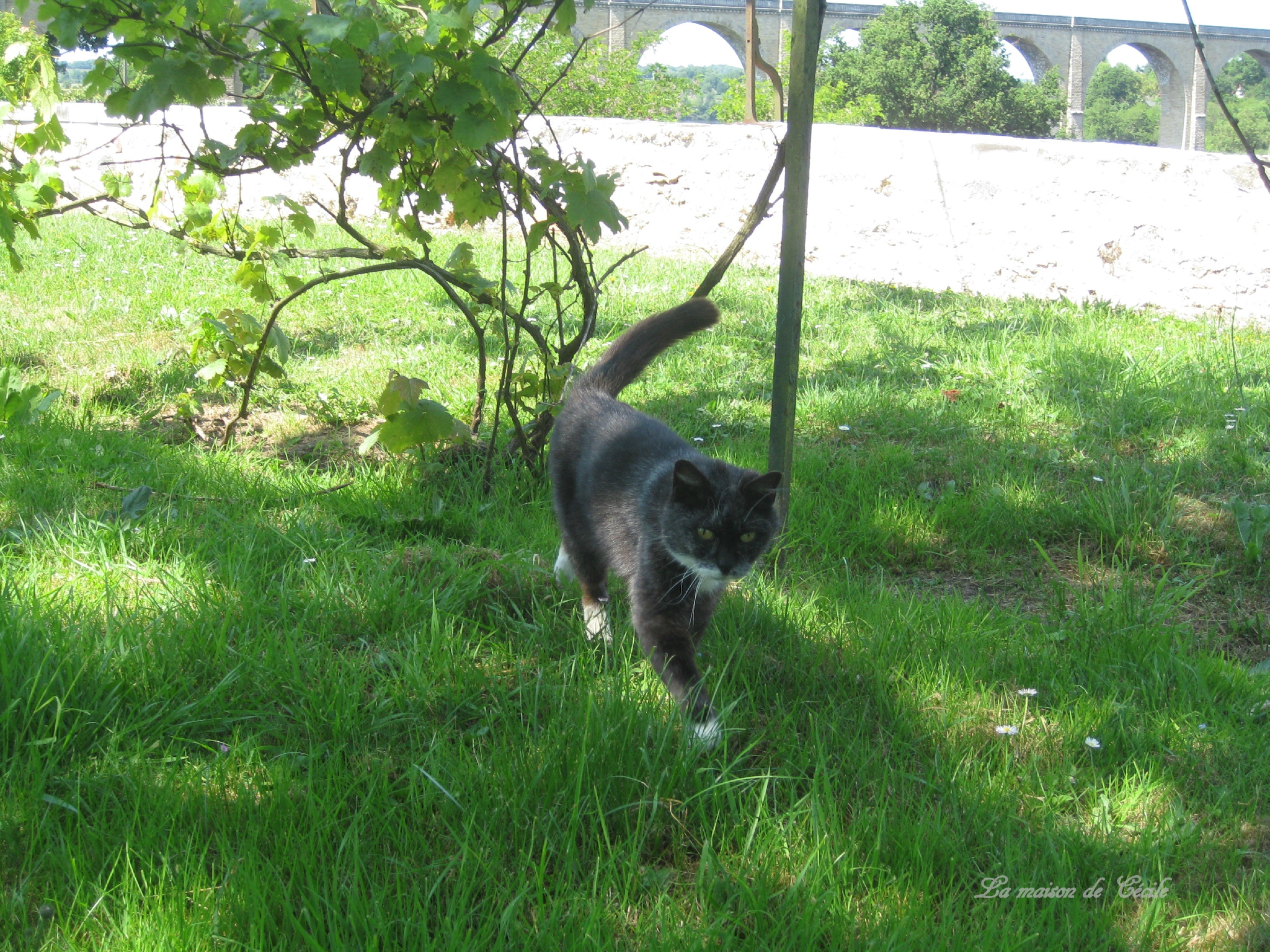 Kitty