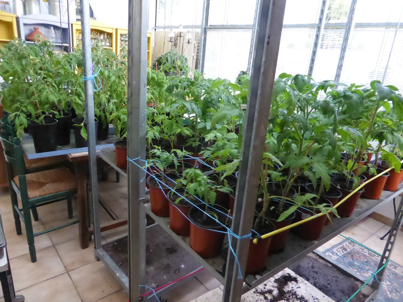 19-tomates-plants (1)