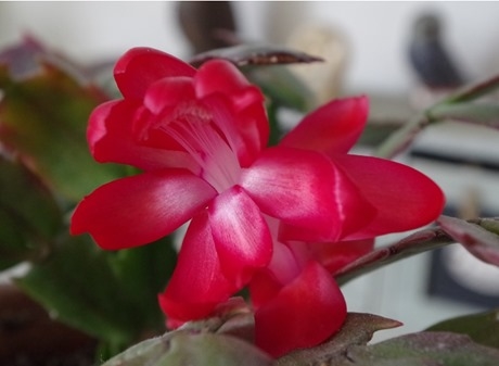 schlumbergera