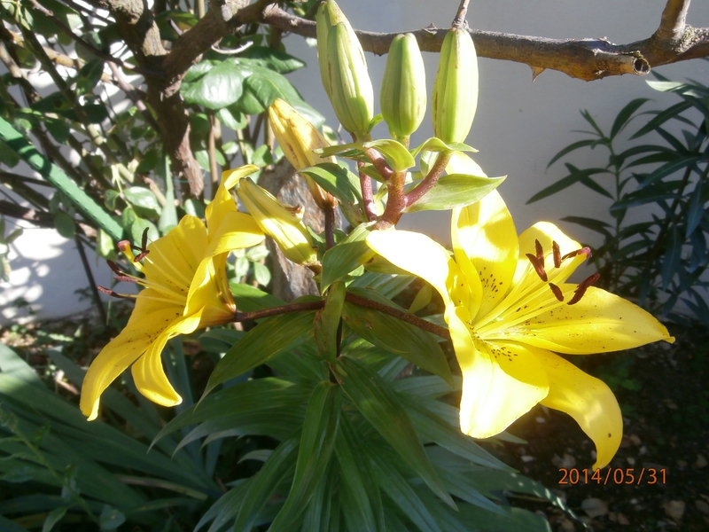 P5310014