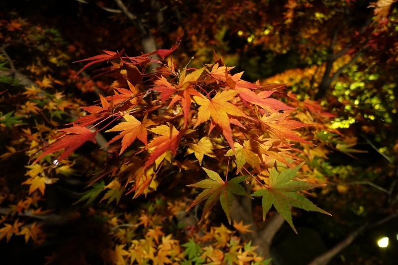 Tokugawa-en 8
