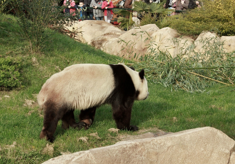 114-Panda Geant