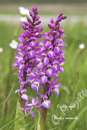 orchis_male_08