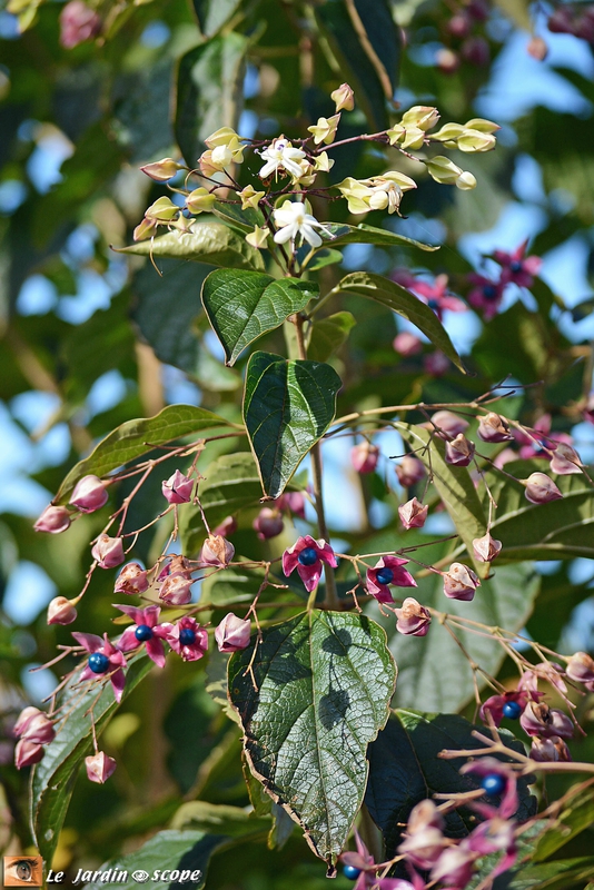 Clerodendron-Trichotomum-2