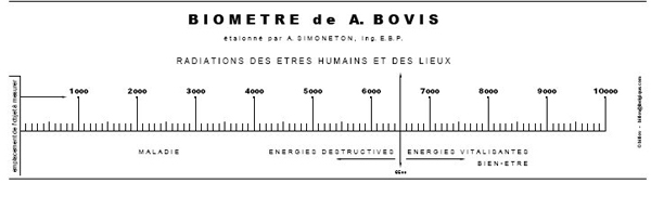 bovis-1