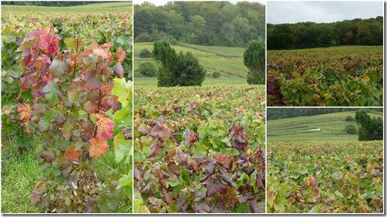 couleurs d'automne dans les vignes3