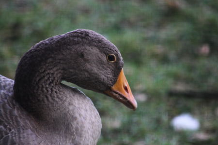 IMG_0127_800