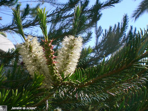 8821_Conif_re_fleurs