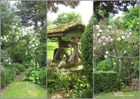 puits et roses