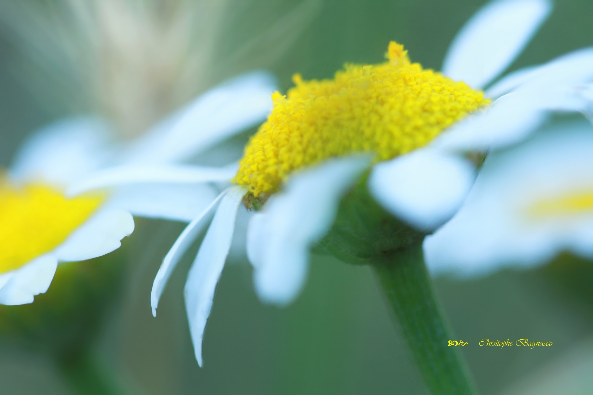 Fleurs de soleils