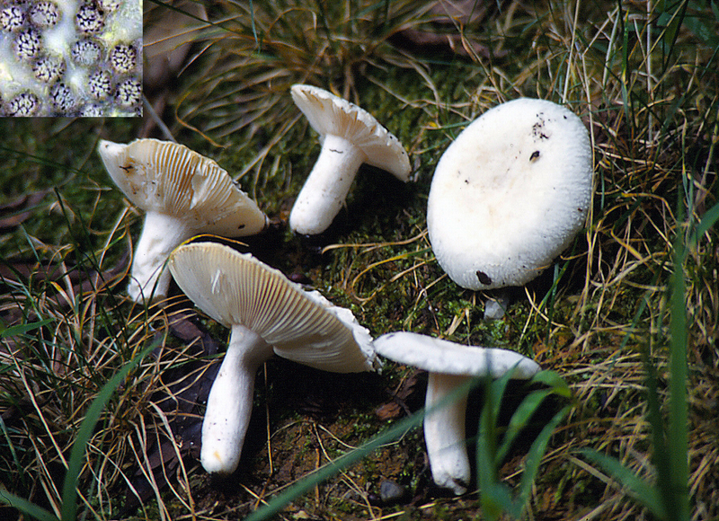 Russula_alboareolata_1996_0922micro