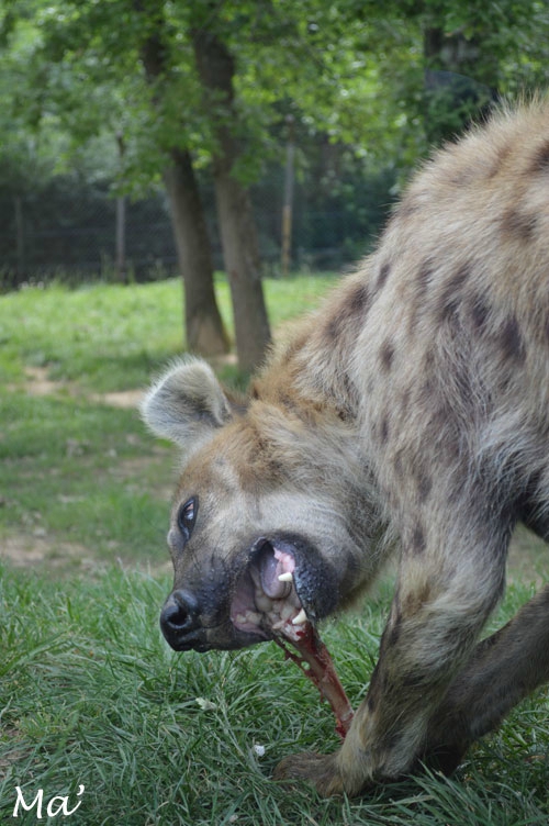 140529_peaugres_pied5