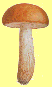 leccinum