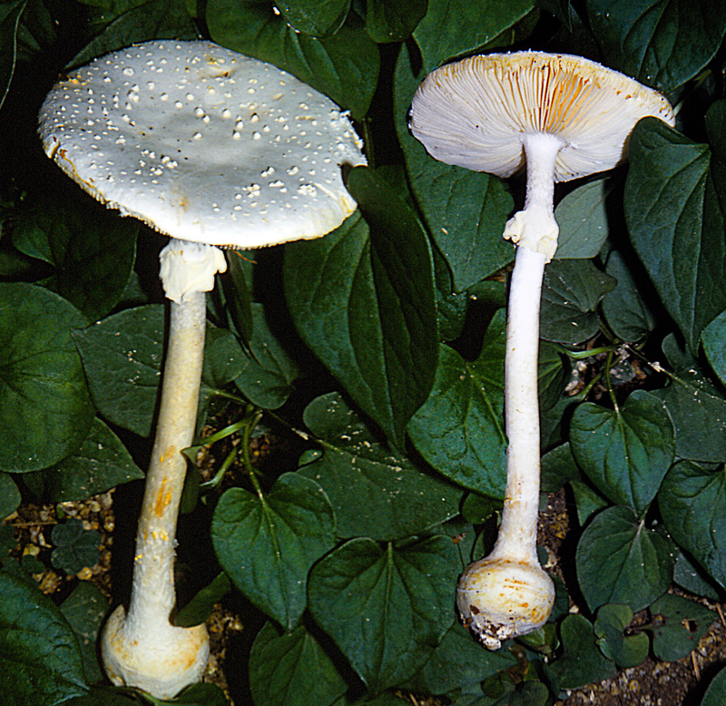 Amanita_abrupta_1988_0913ab