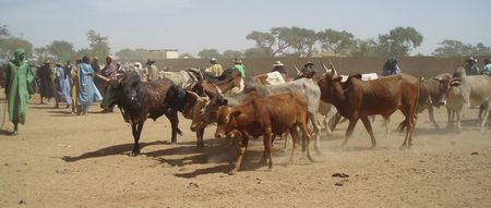 Jeunes zébus FATOMA Mali