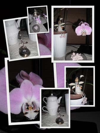 photo orchidée2