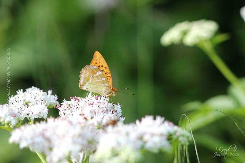 Argynnis paphia ♂