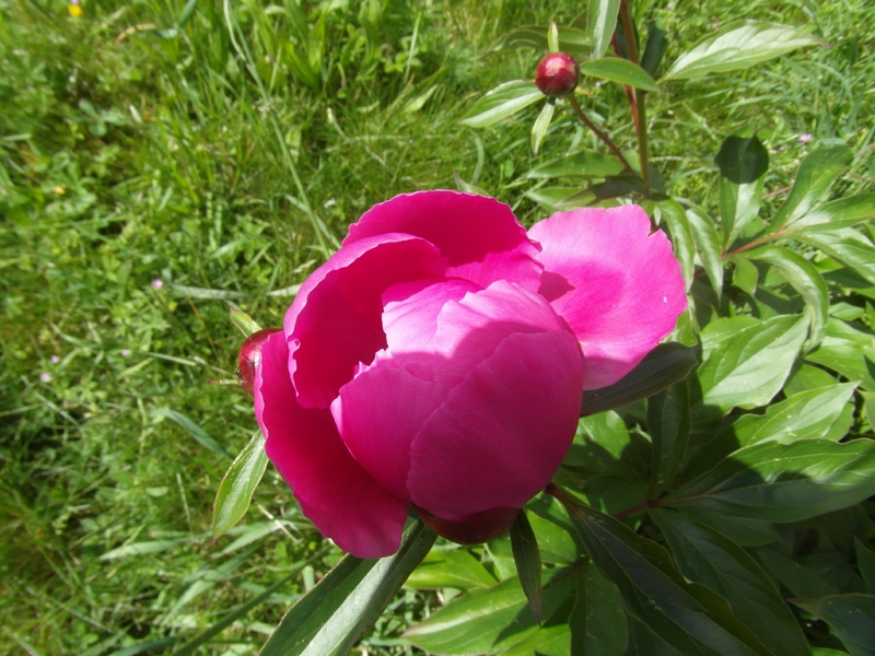 Pivoine2