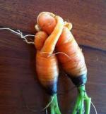 calin de carottes