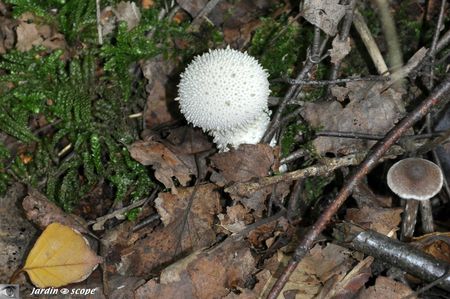Vesse-de-loup perlée • Lycoperdon perlatum
