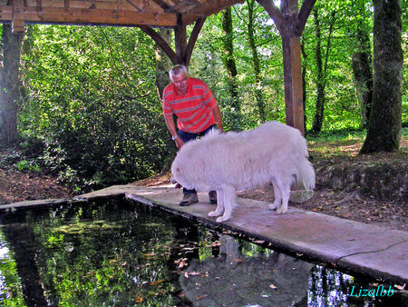 Pataud_au_lavoir