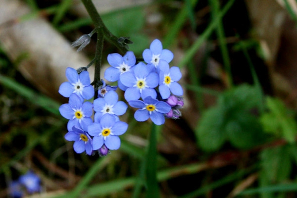 myosotis