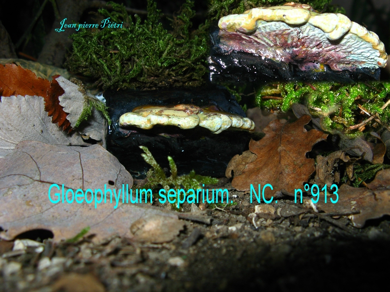 Gloeophyllum separium