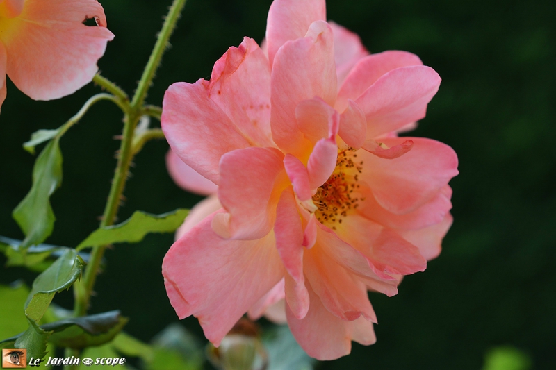 Rosier-Westerland