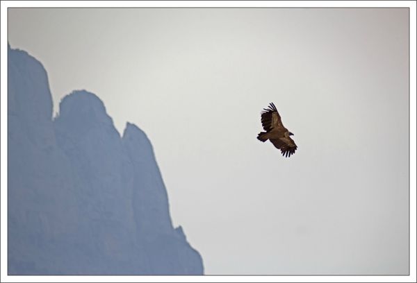 Aragon lulu2 160413 20 vautour montagne