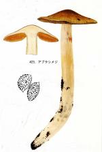 Cortinarius elatior mont IH1 423