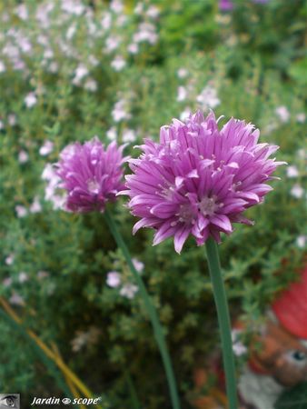 Ciboulette en fleurs