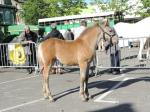 Gipsy duMaré deTer (AraboBoulonnaise, par Barok du Vallois (Arabe) et Toscane du Marais) - 21 Juin 2016 - Concours d'élevage local - Thérouanne