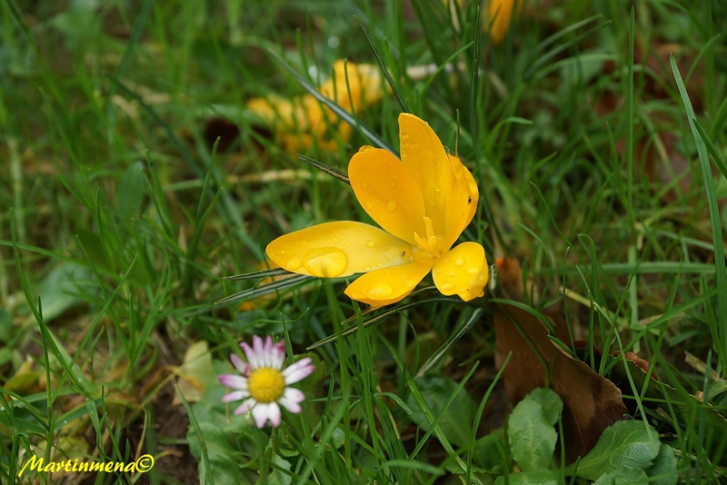 Crocus