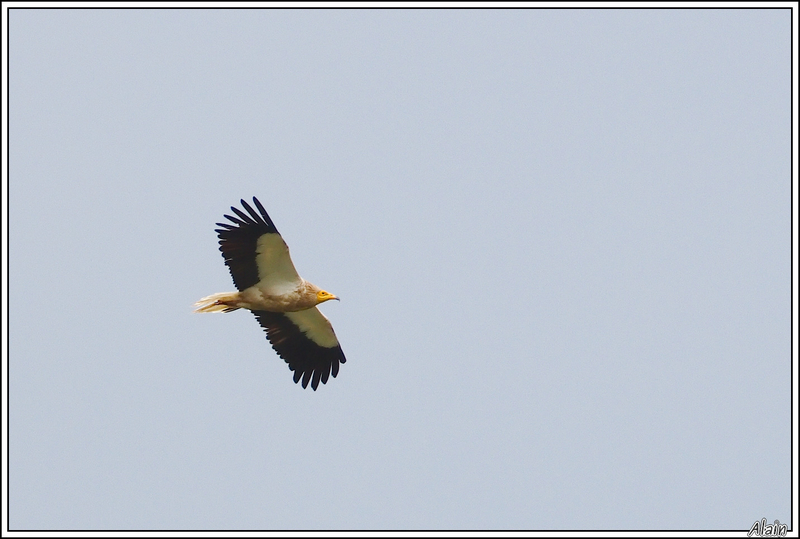 Vautour percnoptère