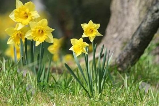 http://louisette.eklablog.com/ballade-du-printemps-dans-les-bois-saison-des-jonquilles-et-reglementa-a115198030